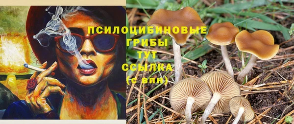шишки Аркадак